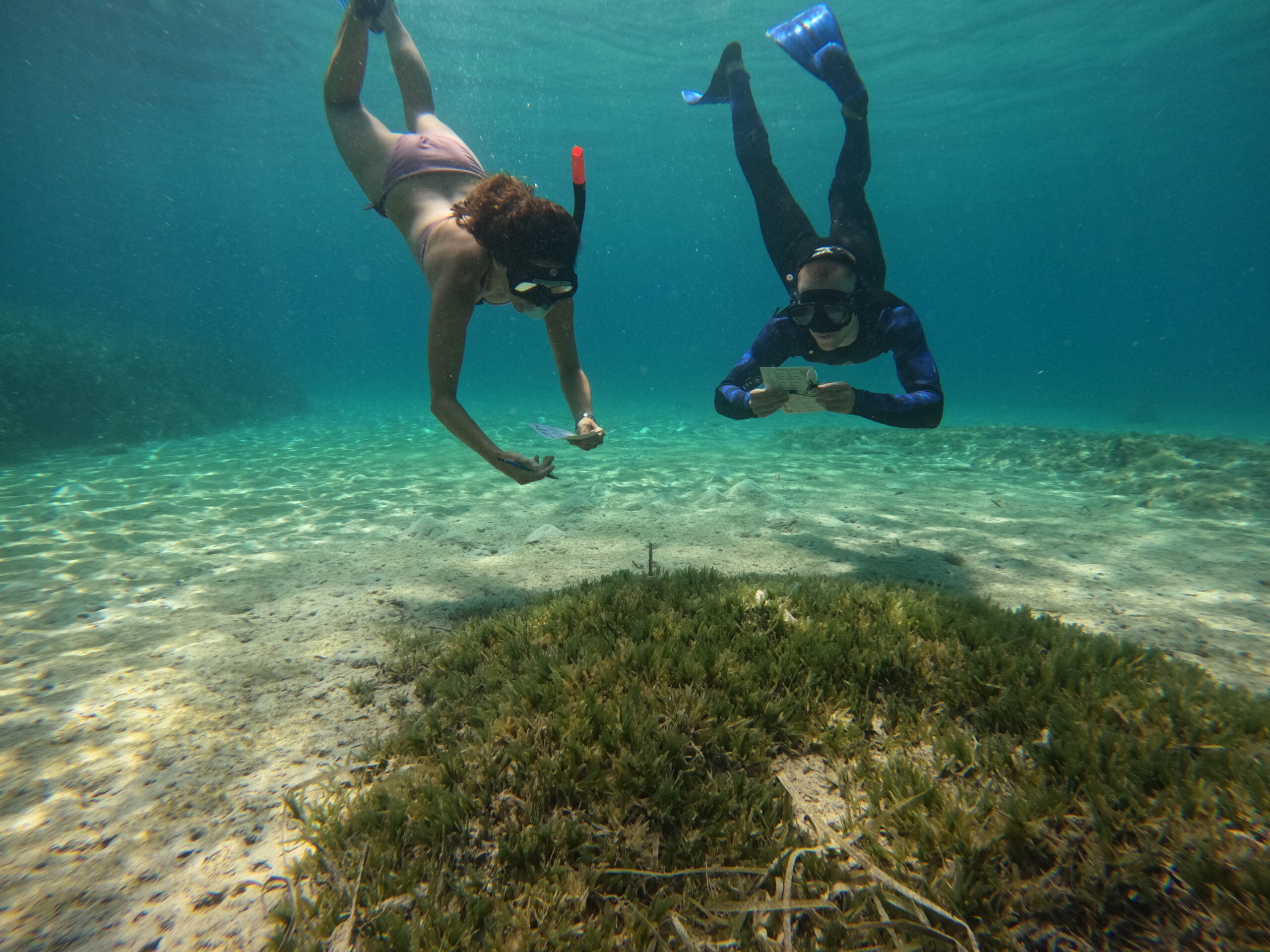 LOMBARDIA ECONOMY - Worldrise, un tuffo nel mare di doma